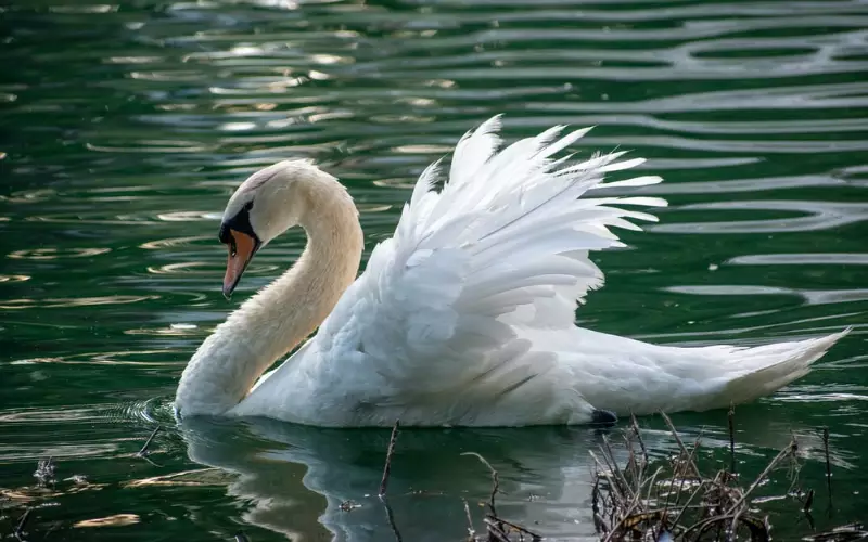 Swan