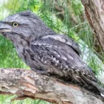 Tawny Frogmouth