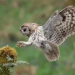 Tawny Owl