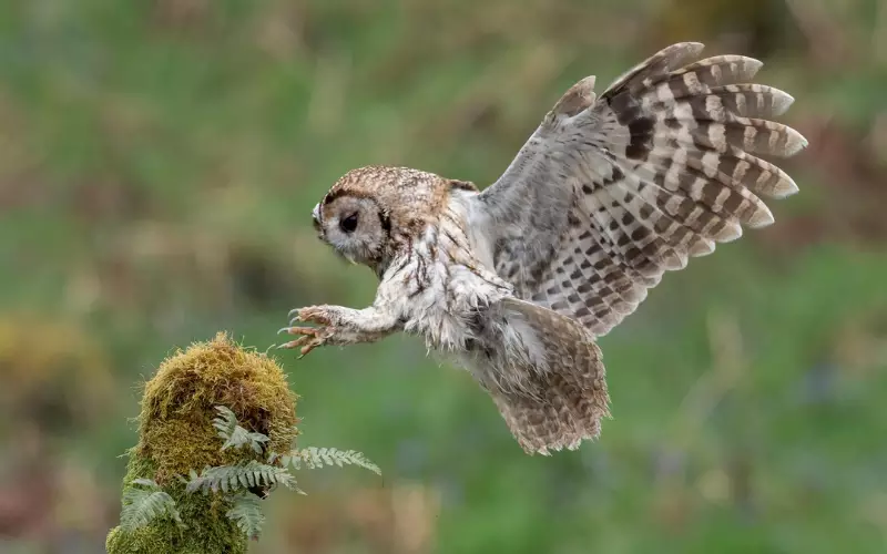 Tawny Owl