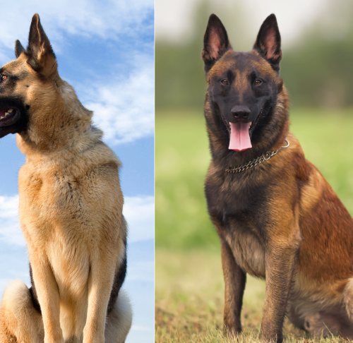 Belgian Malinois: History, Facts, Size, Habitat, Classification & Much ...