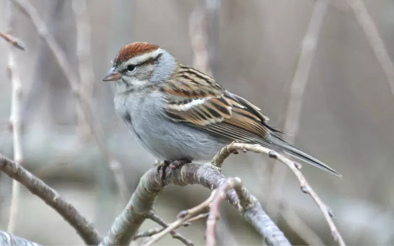 The Population Of Chipping Sparrow