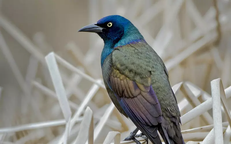 The Population Of Common Grackle