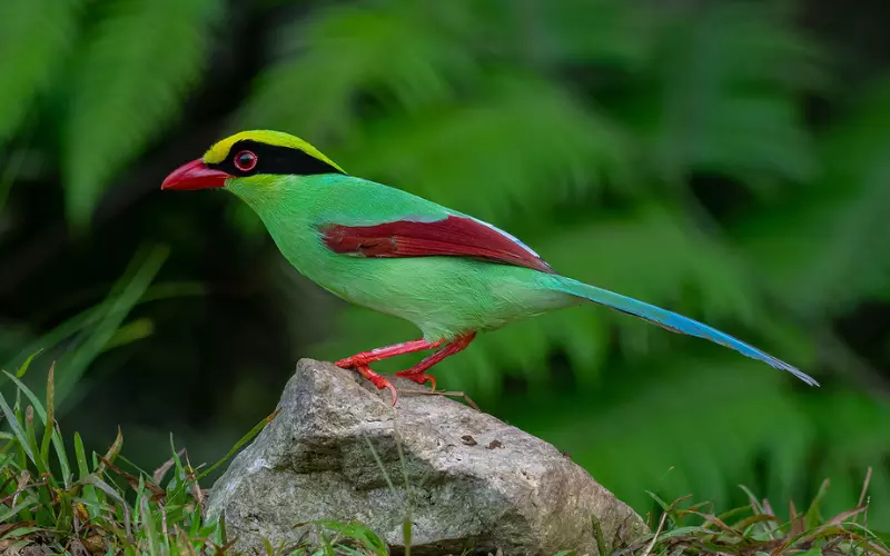 The Population Of Common Green Magpie