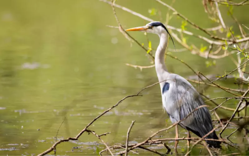 The Population Of Grey Heron