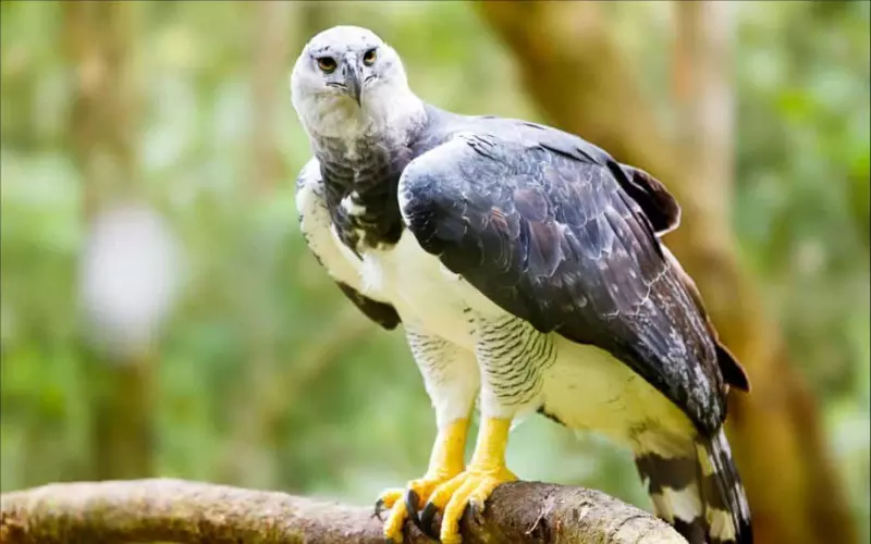 The Population Of Harpy Eagle