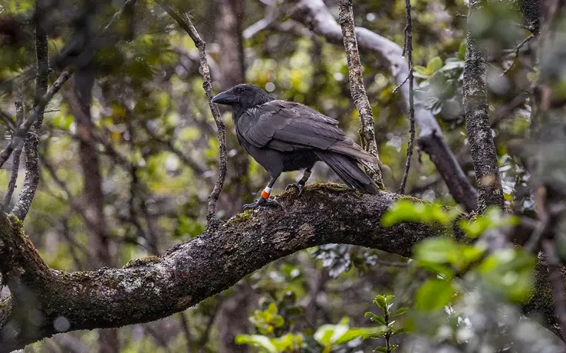 The Population Of Hawaiian Crow