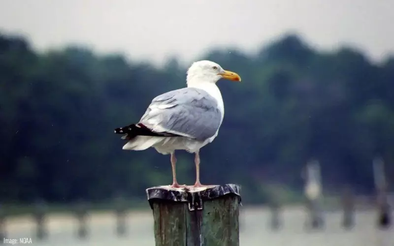 The Population Of Herring Gull