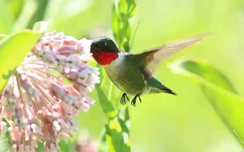 The Population Of Ruby-Throated Hummingbirds