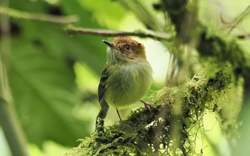 The Population Of Scale-Crested Pygmy Tyrant