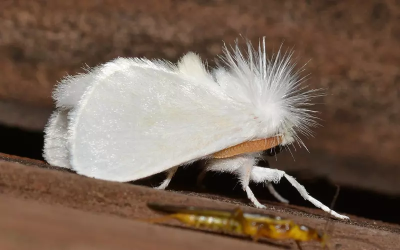 The Significance Of White Moths