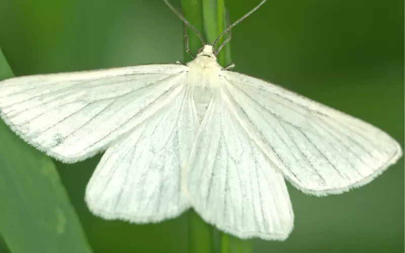 The White Moth In Dreams
