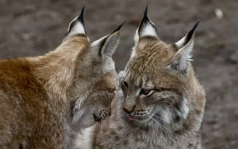 The population of Balkan Lynx