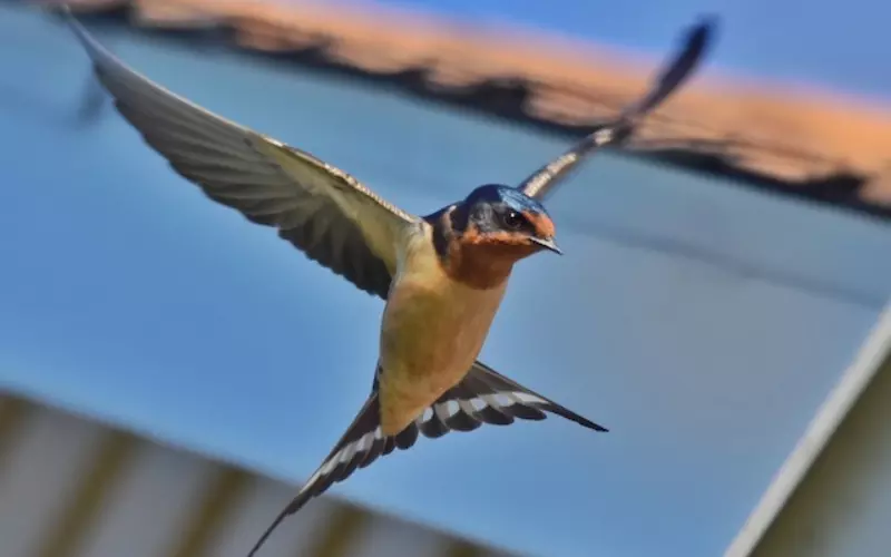 The population of Barn Swallow