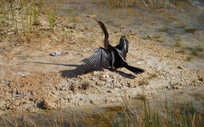 Threats To Anhinga