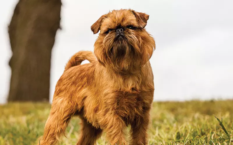 Threats To Brussels Griffon