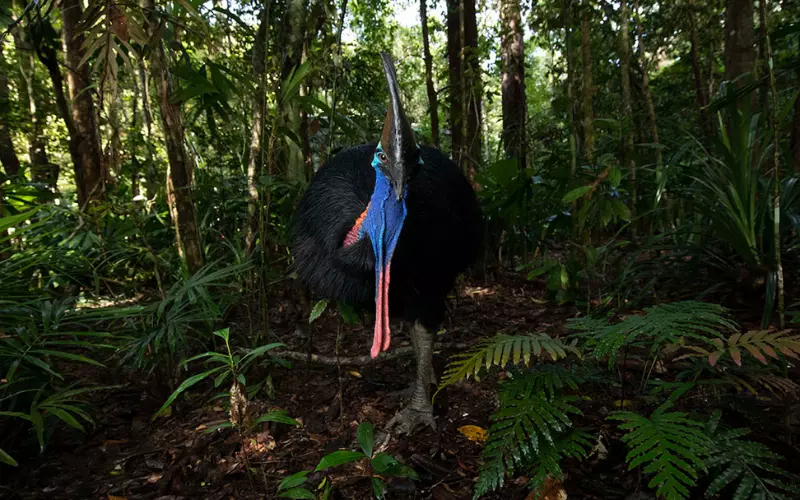 Threats To Cassowary