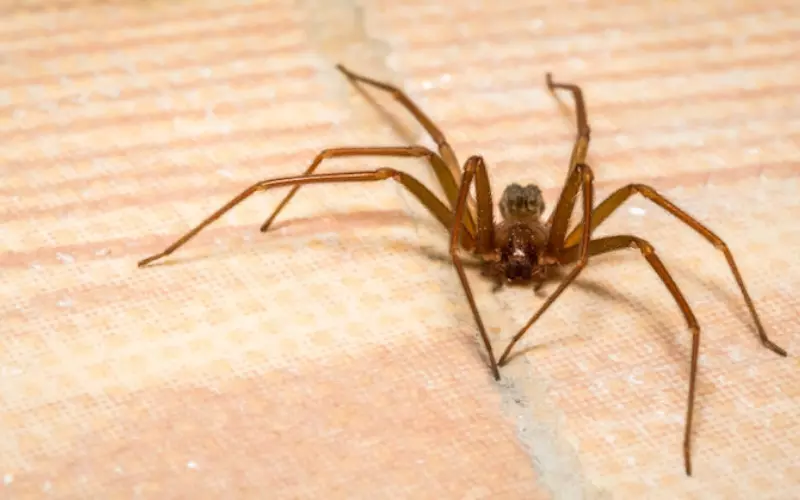 Threats To Chilean Recluse Spider