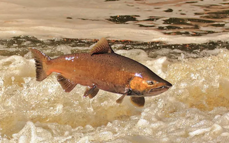 Threats To Chinook Salmon