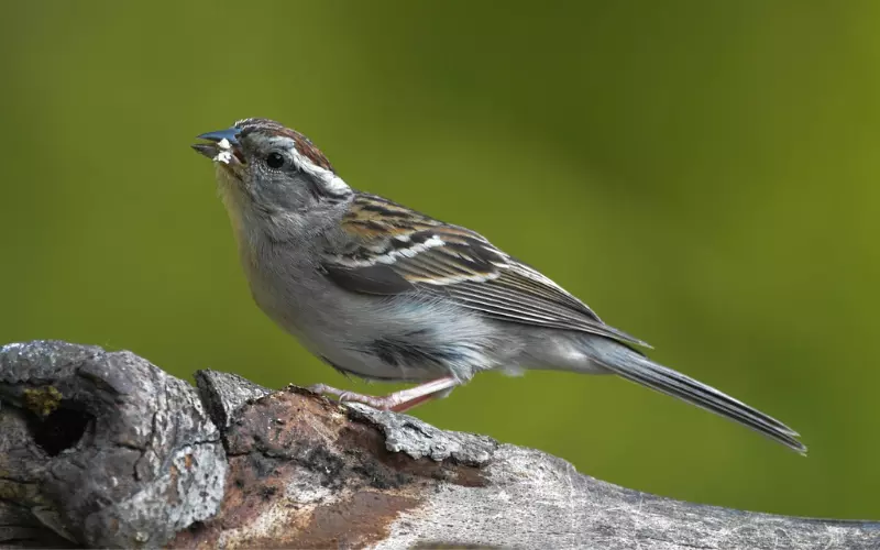 Threats To Chipping Sparrow