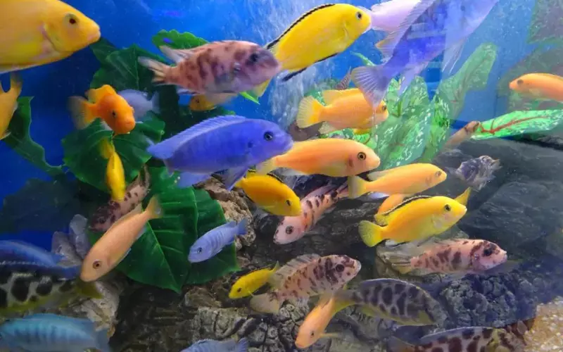 Threats To Cichlid