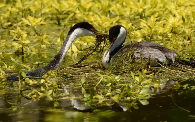 Threats To Clark’s Grebe