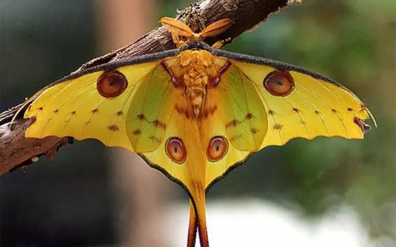 Threats To Comet Moth