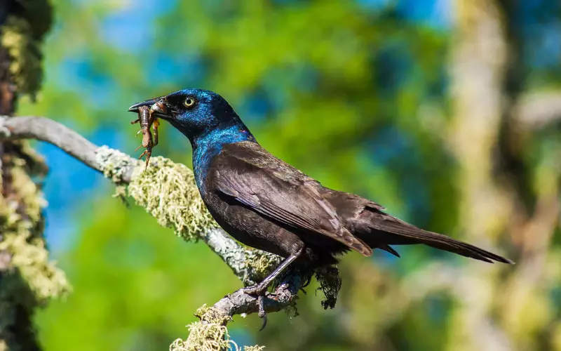 Threats To Common Grackle