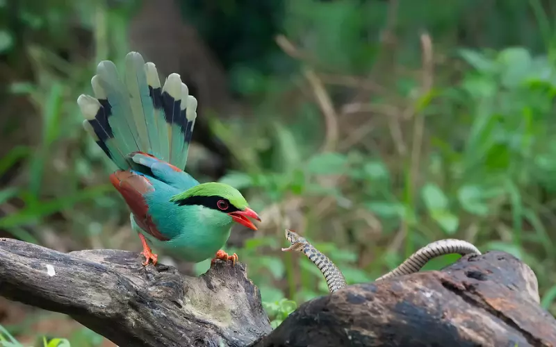 Threats To Common Green Magpie