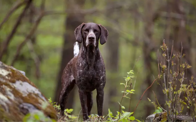 Threats To German Shorthaired Pointer