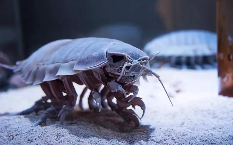 Threats To Giant Isopod
