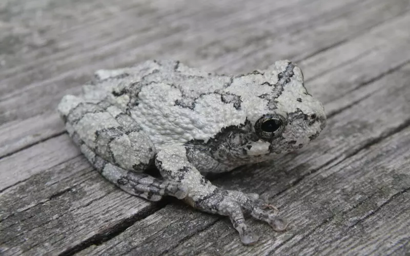 Threats To Gray Tree Frog