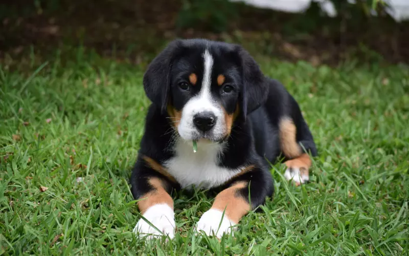 Threats To Greater Swiss Mountain Dog