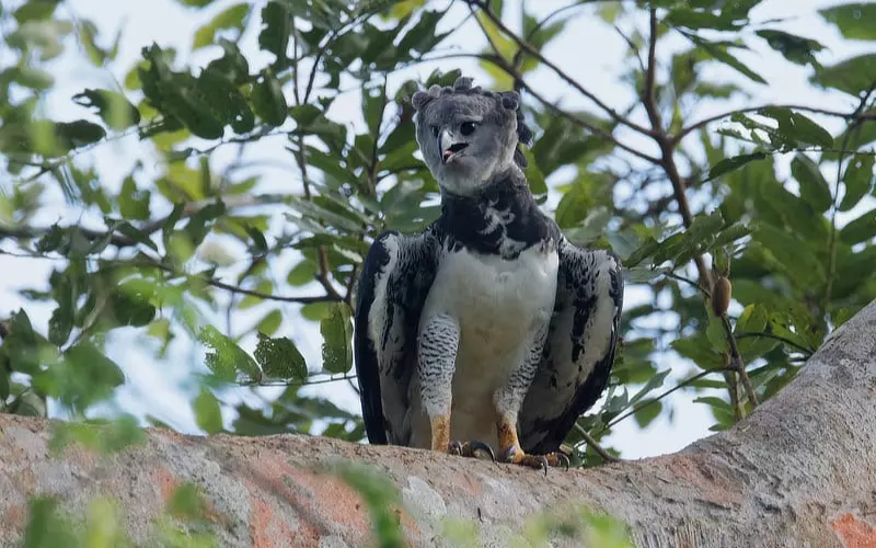 Threats To Harpy Eagle