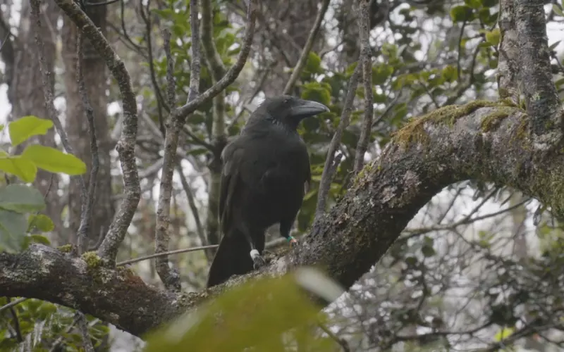 Threats To Hawaiian Crow