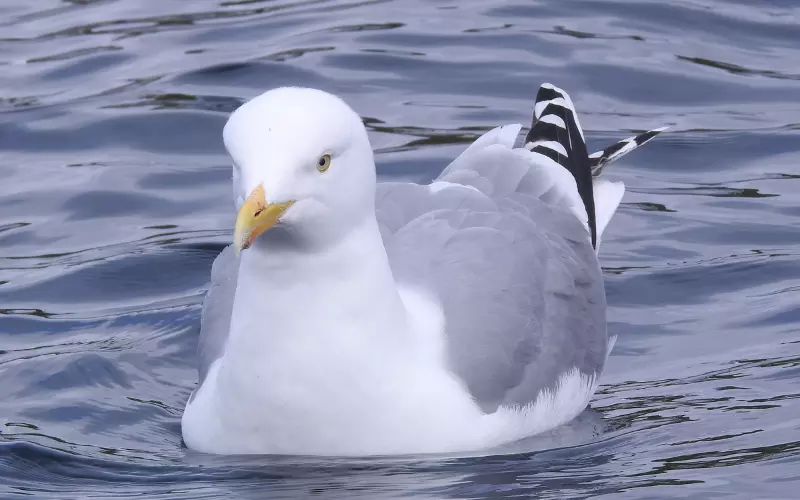 Threats To Herring Gull