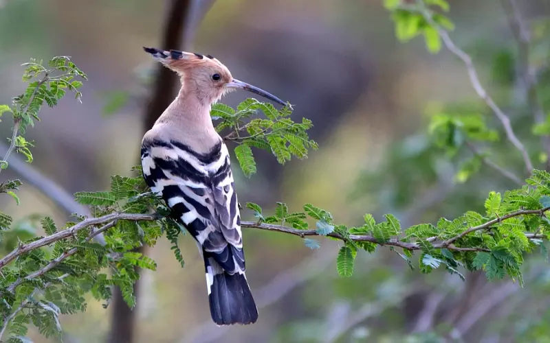 Threats To Hoopoe