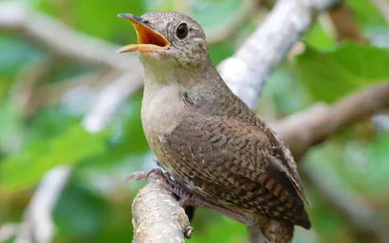 Threats To House Wren