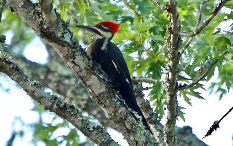 Threats To Ivory-Billed Woodpecker