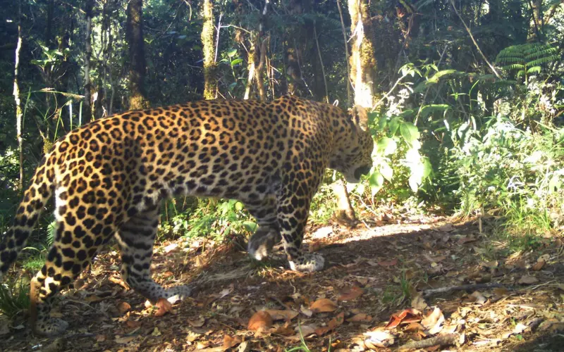 Threats To Javan Leopard