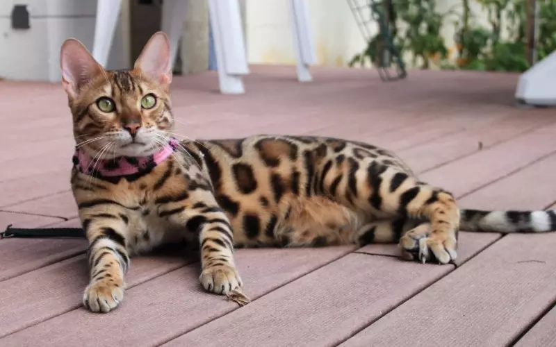 Threats To Leopard Cat