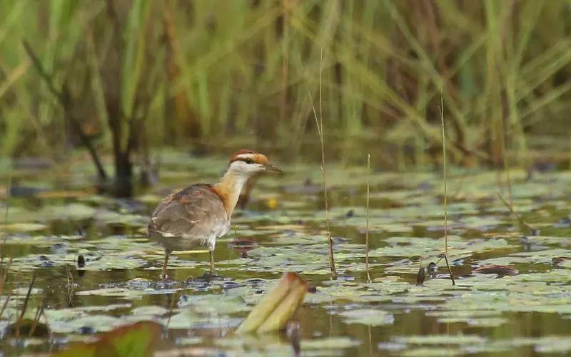 Threats To Lesser Jacana