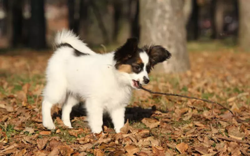 Threats To Papillon Mix