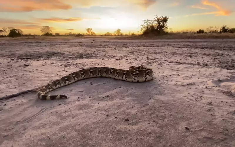 Threats To Puff Adder