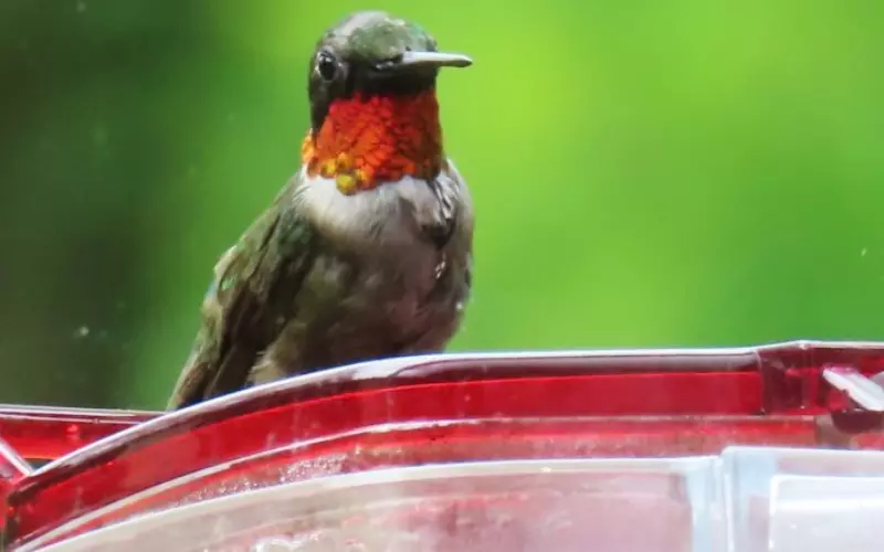 Threats To Ruby-Throated Hummingbird