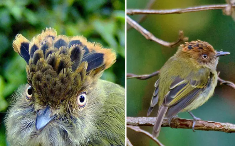 Threats To Scale-Crested Pygmy Tyrant