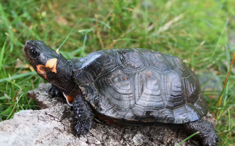 Threats To Spiny Hill Turtle