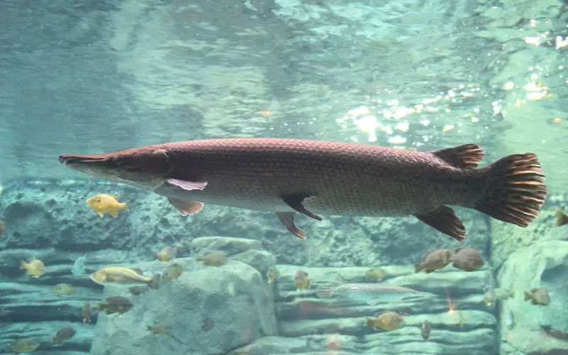 Threats To Spotted Gar