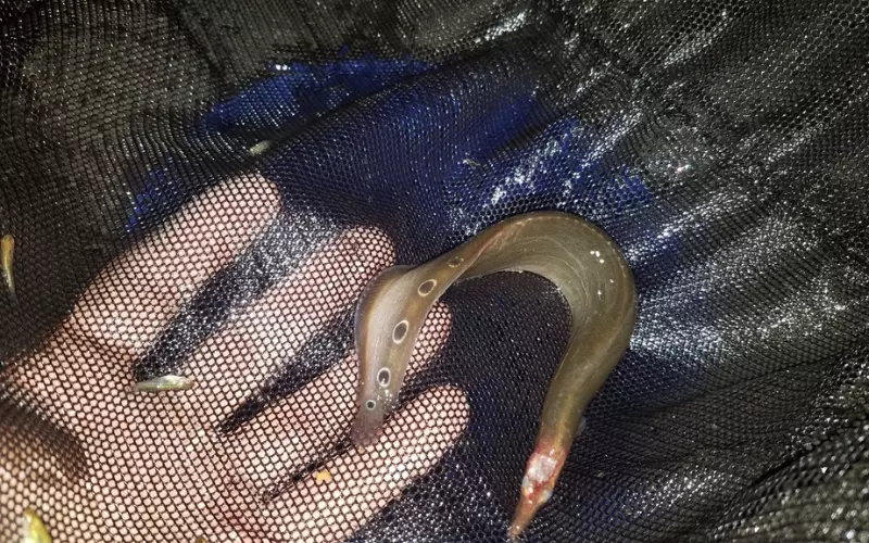 Threats To Tire Track Eel