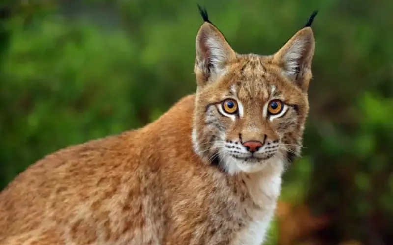 Threats to Balkan Lynx